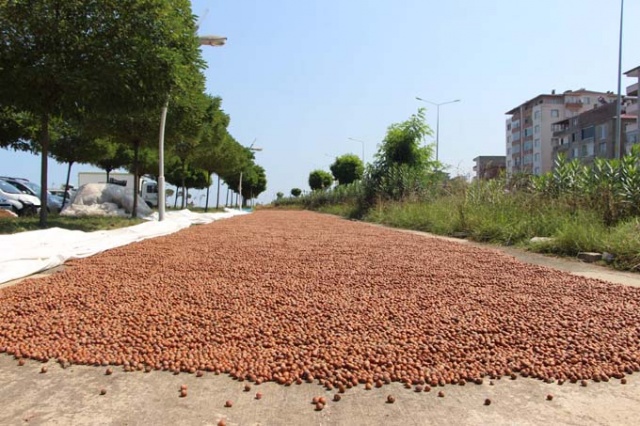 Trabzon'da ilginç fındık kurutma yöntemi 7