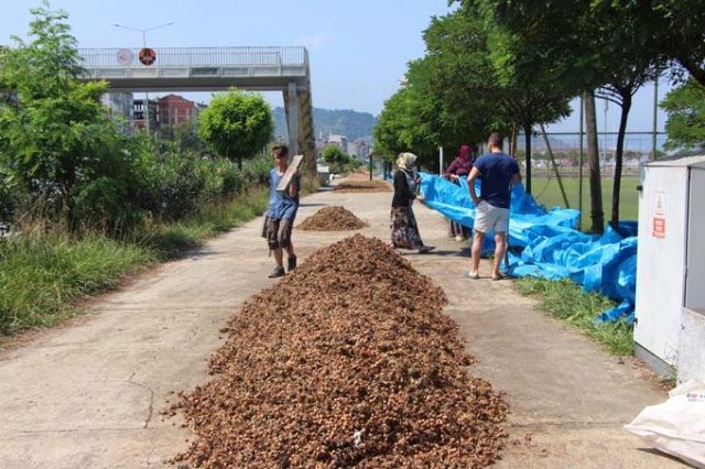 Trabzon'da ilginç fındık kurutma yöntemi 9