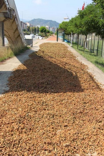 Trabzon'da ilginç fındık kurutma yöntemi 14
