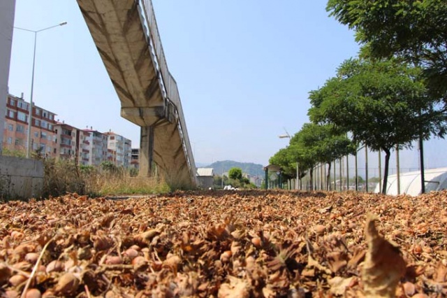 Trabzon'da ilginç fındık kurutma yöntemi 12