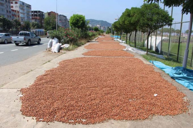 Trabzon'da ilginç fındık kurutma yöntemi 17
