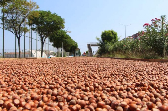Trabzon'da ilginç fındık kurutma yöntemi 16