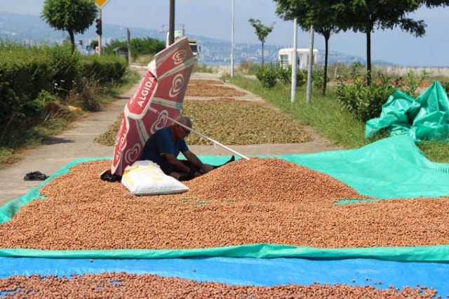 Trabzon'da ilginç fındık kurutma yöntemi 15