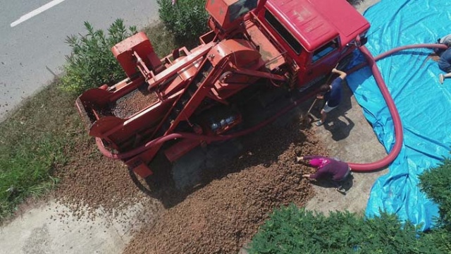 Trabzon'da ilginç fındık kurutma yöntemi 19