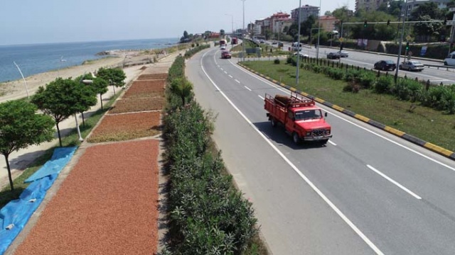 Trabzon'da ilginç fındık kurutma yöntemi 21