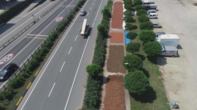 Trabzon'da ilginç fındık kurutma yöntemi 20