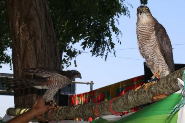 Rize'de atmacalar görücüye çıktı 2