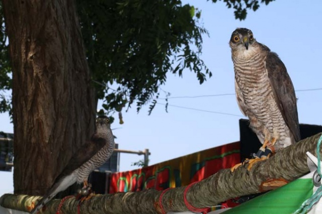 Rize'de atmacalar görücüye çıktı 3