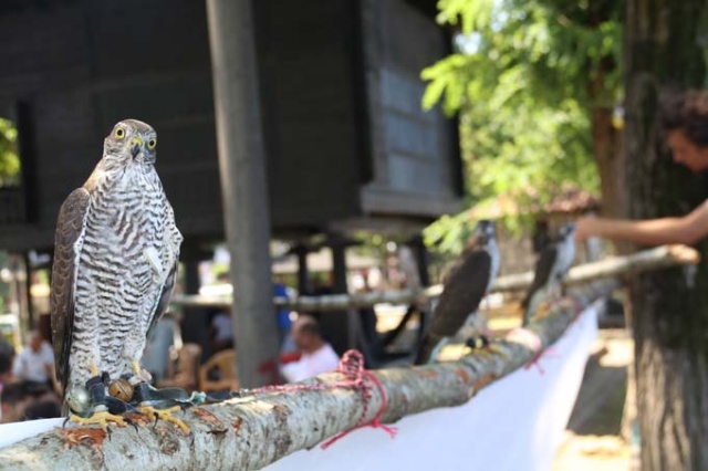 Rize'de atmacalar görücüye çıktı 4
