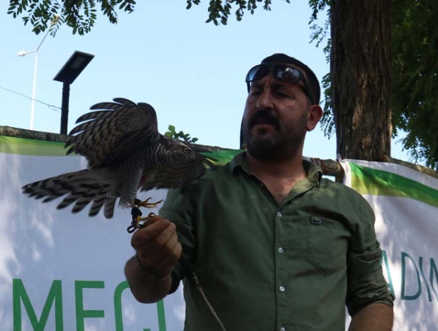 Rize'de atmacalar görücüye çıktı 5