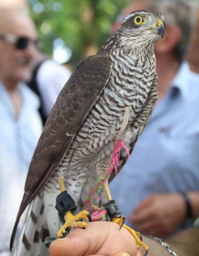 Rize'de atmacalar görücüye çıktı 6