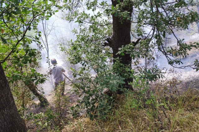 Gümüşhane’de rüzgarın kırdığı kavak ağacı yüksek gerilim hattına düştü 7