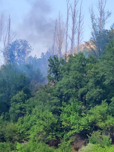 Gümüşhane’de rüzgarın kırdığı kavak ağacı yüksek gerilim hattına düştü 2