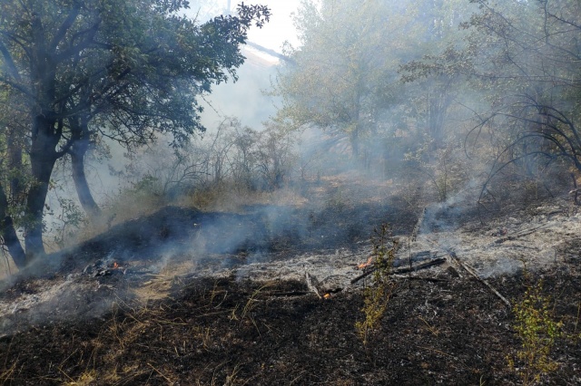 Gümüşhane’de rüzgarın kırdığı kavak ağacı yüksek gerilim hattına düştü 3