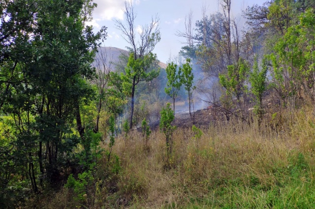 Gümüşhane’de rüzgarın kırdığı kavak ağacı yüksek gerilim hattına düştü 6