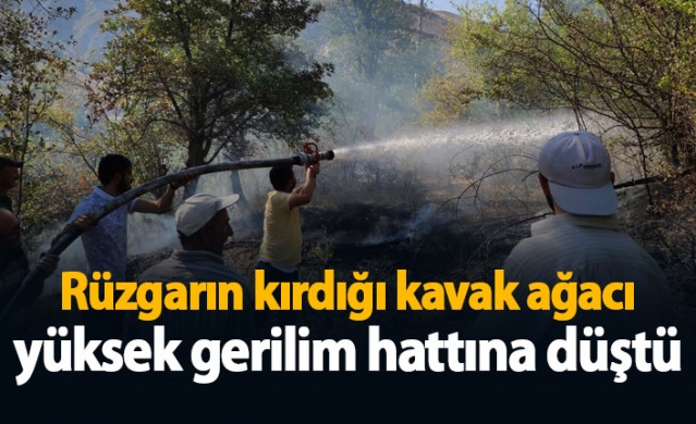 Gümüşhane’de rüzgarın kırdığı kavak ağacı yüksek gerilim hattına düştü 1