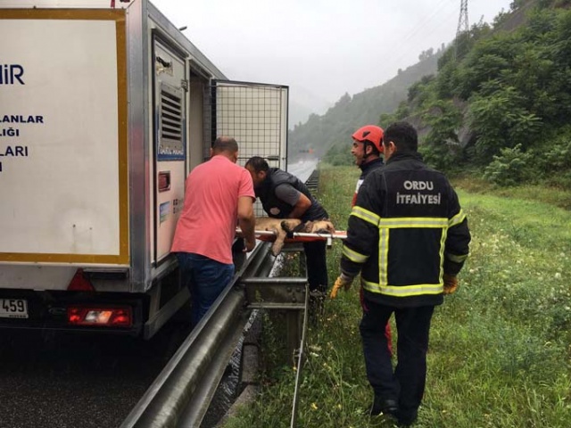 Ordu’da film gibi köpek ve inek kurtarma operasyonları 3