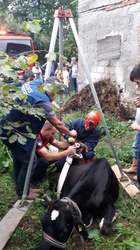 Ordu’da film gibi köpek ve inek kurtarma operasyonları 4