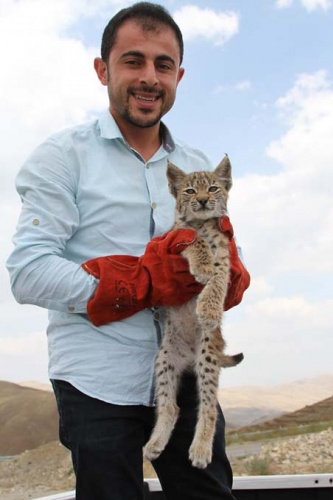 Bitkin halde bulunan yavru vaşak koruma altına alındı 2