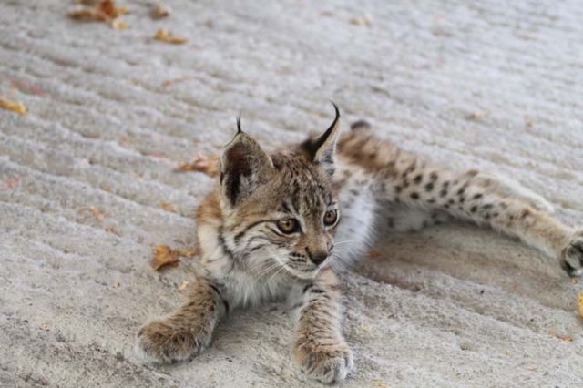 Bitkin halde bulunan yavru vaşak koruma altına alındı 4