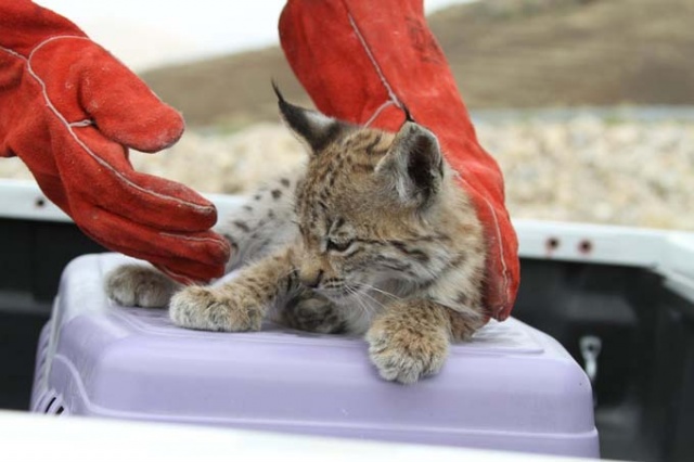 Bitkin halde bulunan yavru vaşak koruma altına alındı 6