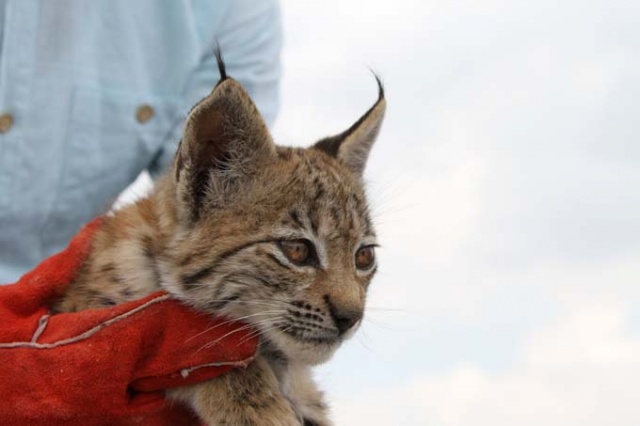 Bitkin halde bulunan yavru vaşak koruma altına alındı 3