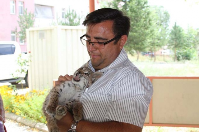 Bitkin halde bulunan yavru vaşak koruma altına alındı 7