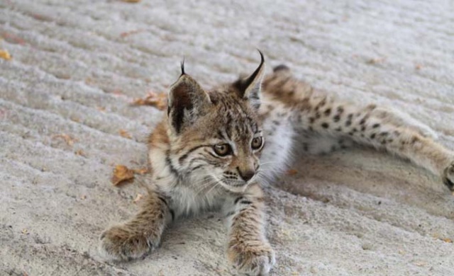 Bitkin halde bulunan yavru vaşak koruma altına alındı 5