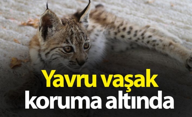 Bitkin halde bulunan yavru vaşak koruma altına alındı 1