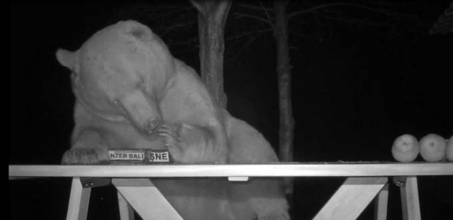 Trabzon'da ballara ayı testi 2