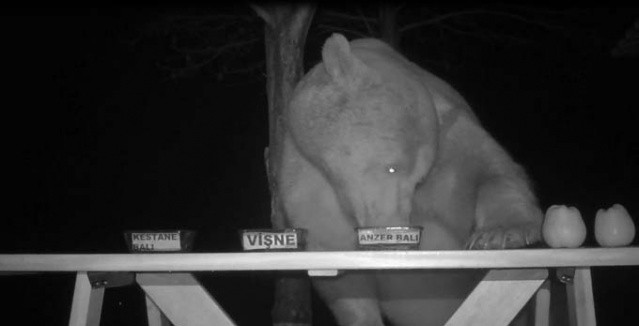 Trabzon'da ballara ayı testi 6