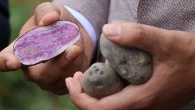 Kanser düşmanı: Mor patates 2