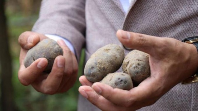 Kanser düşmanı: Mor patates 4