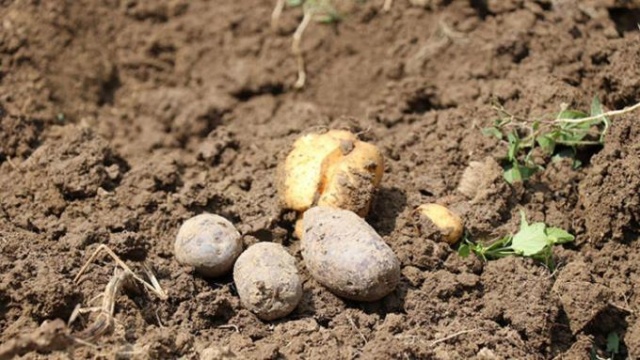 Kanser düşmanı: Mor patates 5