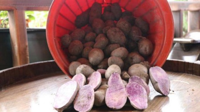 Kanser düşmanı: Mor patates 3