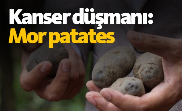Kanser düşmanı: Mor patates 1