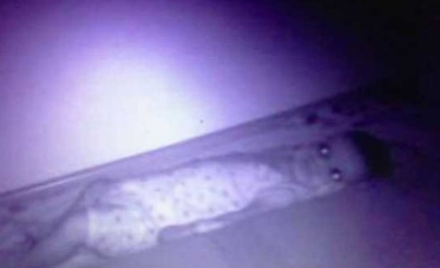 Bebek kamerasındaki korkunç anlar! 2