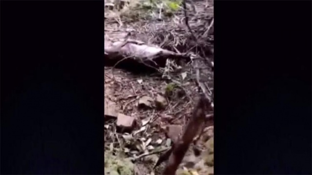 4 metrelik canavar şok etti 8