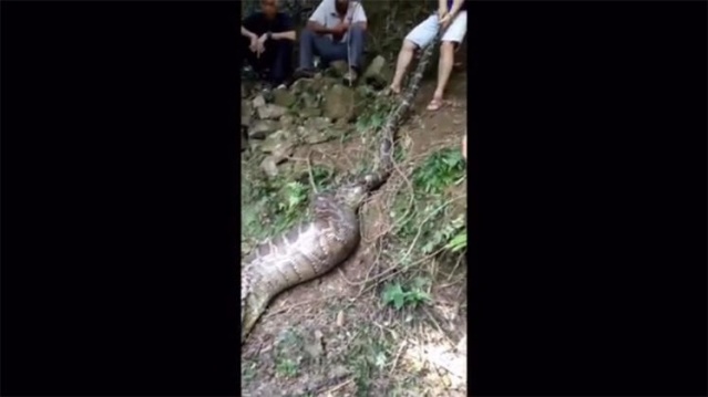 4 metrelik canavar şok etti 9