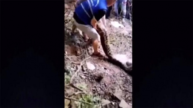 4 metrelik canavar şok etti 6