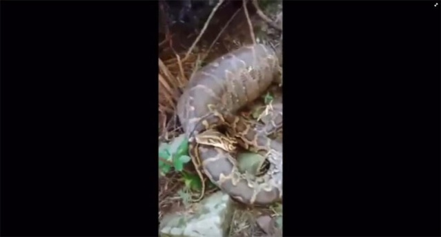 4 metrelik canavar şok etti 3