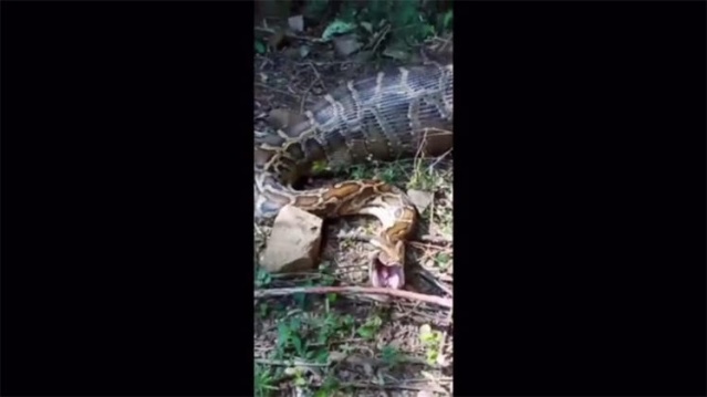 4 metrelik canavar şok etti 4