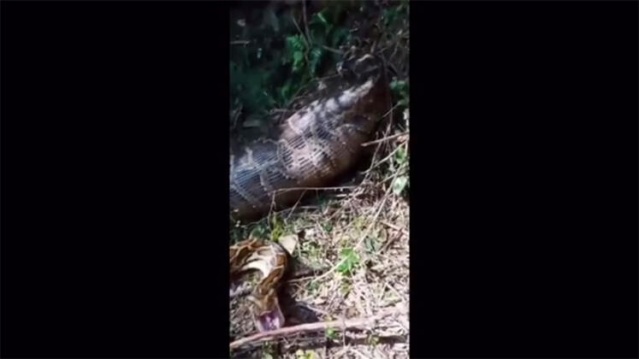 4 metrelik canavar şok etti 11