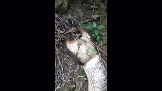 4 metrelik canavar şok etti 7