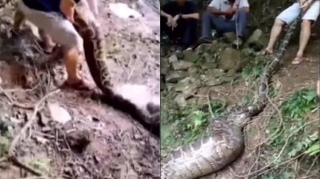 4 metrelik canavar şok etti 1