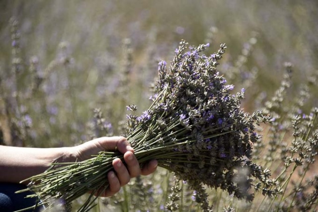 Doğu Karadeniz ilinde dikildi - Yüzde 100 başarı 5