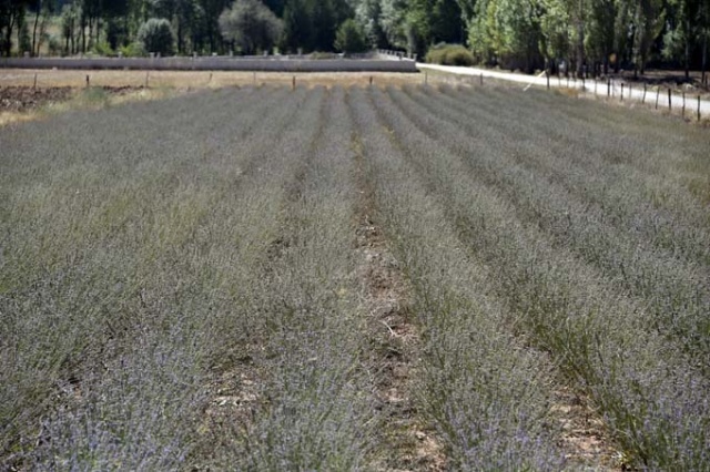 Doğu Karadeniz ilinde dikildi - Yüzde 100 başarı 9