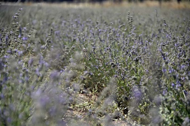 Doğu Karadeniz ilinde dikildi - Yüzde 100 başarı 6