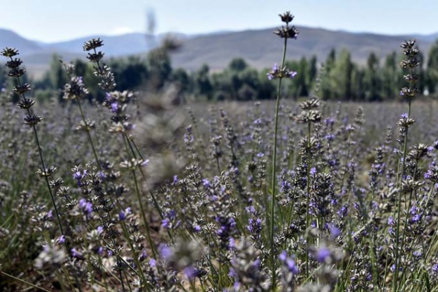 Doğu Karadeniz ilinde dikildi - Yüzde 100 başarı 4
