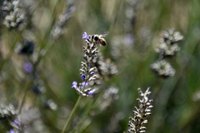 Doğu Karadeniz ilinde dikildi - Yüzde 100 başarı 3